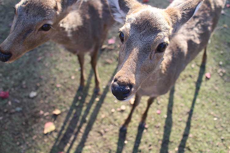 deer in nara travel japan alone